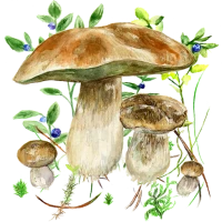 Mushrooms app